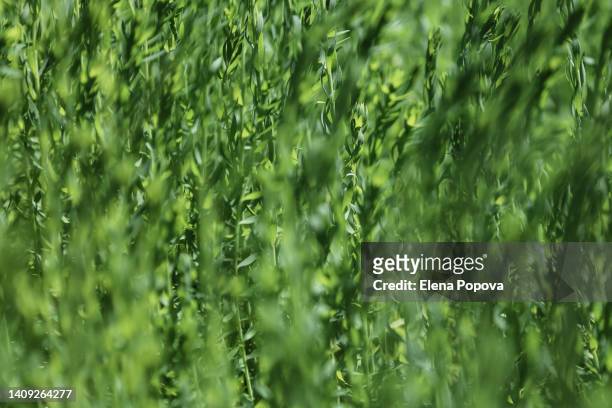 green grass flax field background on sunny summer day - flachs stock-fotos und bilder