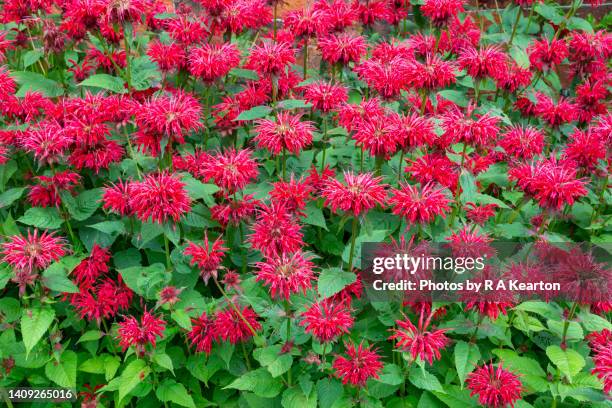 monarda 'gardenview scarlet' (bergamot, bee balm) - goldmelisse stock-fotos und bilder