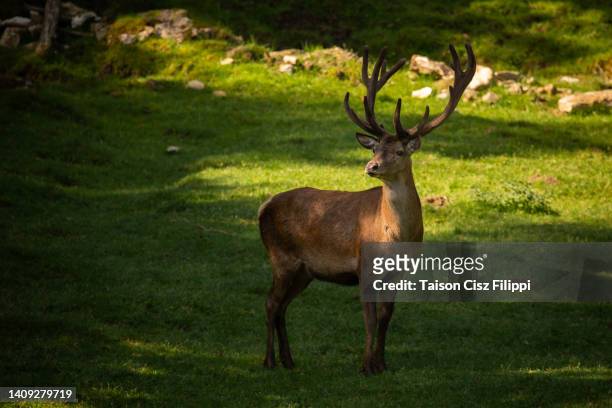 wild deer on a green field - macho fotografías e imágenes de stock