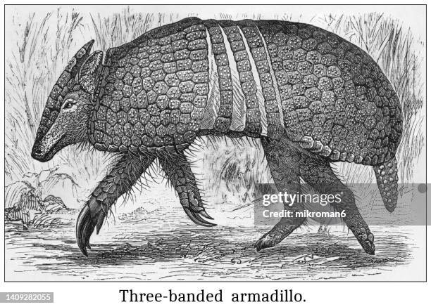 old engraved illustration of three-banded armadillo (tolypeutes conurus) - armadillos stock pictures, royalty-free photos & images