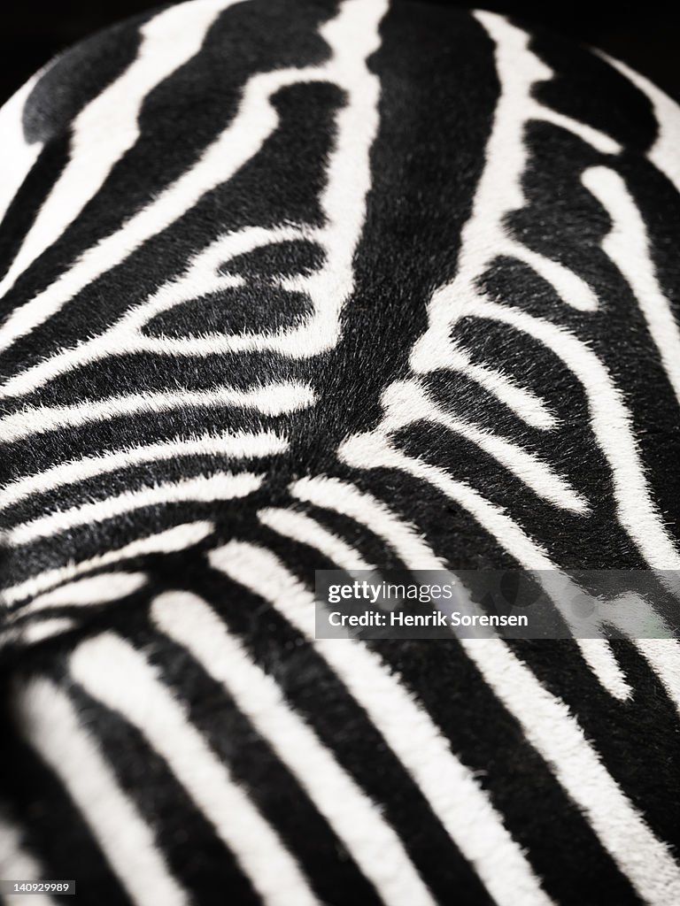 Zebra´s back