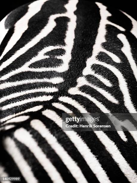 Zebra Back Photos and Premium High Res Pictures - Getty Images