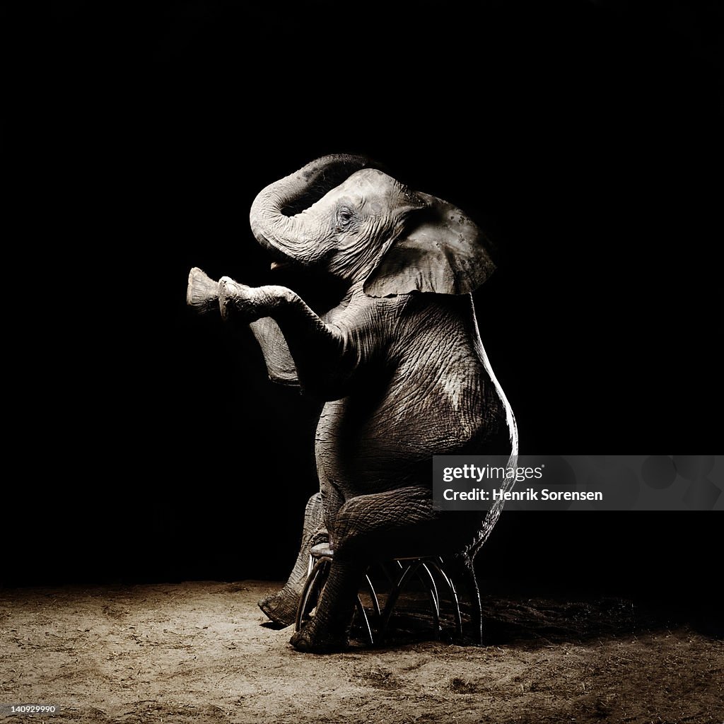African elephant sittiing with frontlegs raised
