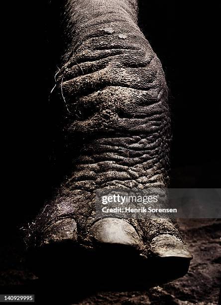 detail of african elephants foot - achterpoot stockfoto's en -beelden