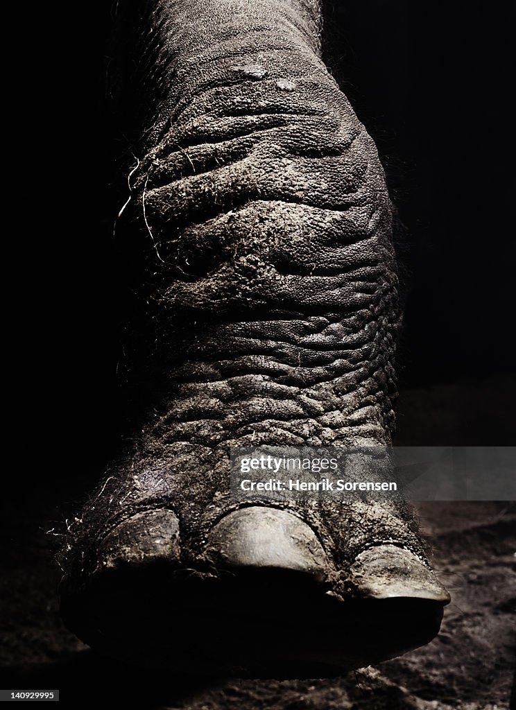 Detail of african elephants foot