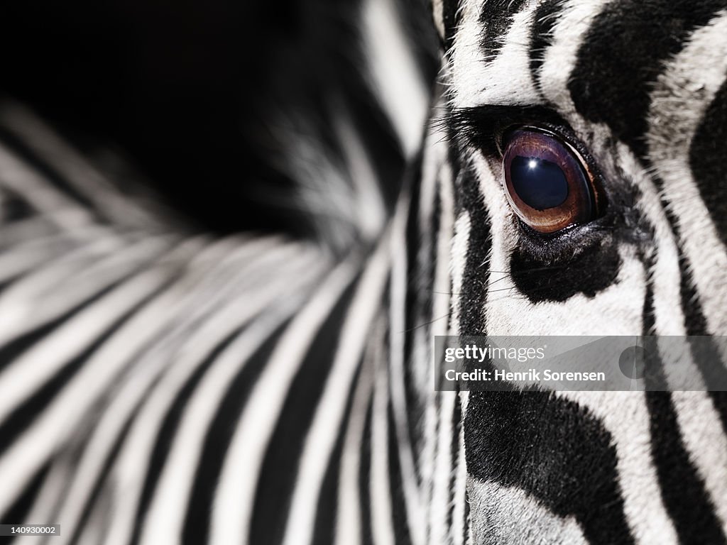 Zebra´s eye