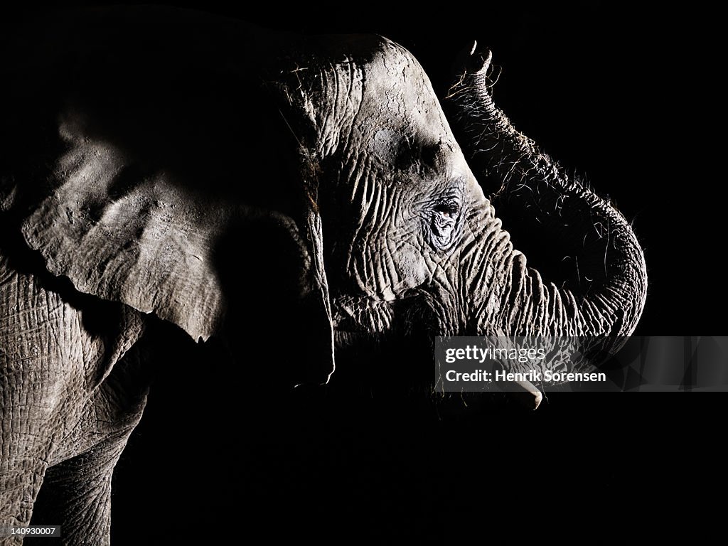 African elephant - trunk raised