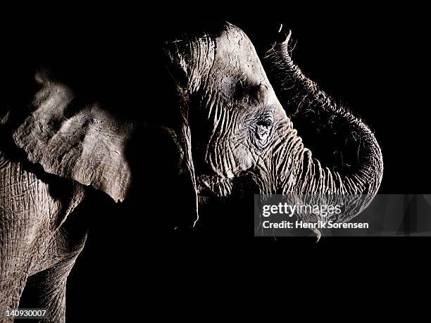 african elephant - trunk raised - elephant on black stock pictures, royalty-free photos & images