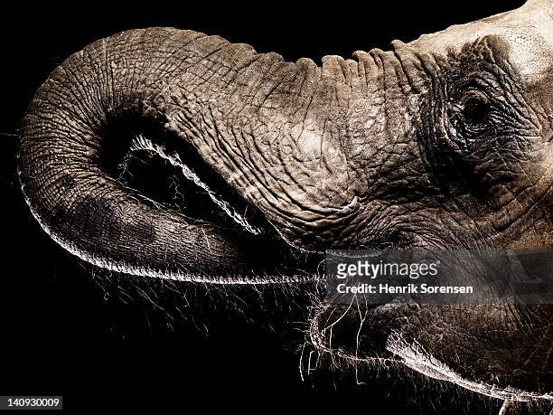 african elephant, trunk in its mouth - elephant on black stock pictures, royalty-free photos & images