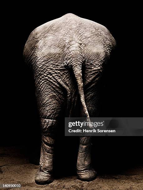 Elephant Back View Photos et images de collection - Getty Images