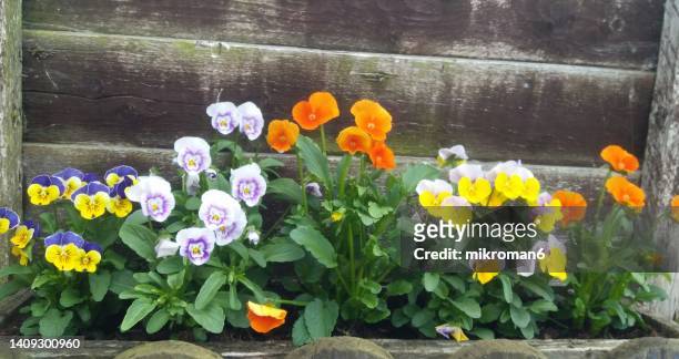 miniature pansies (viola) - petite versions of this delightful flower - viola del pensiero foto e immagini stock