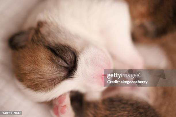 newborn puppies corgi pembroke  in studio photo. - pembroke welsh corgi - fotografias e filmes do acervo