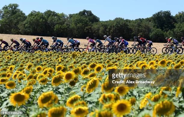 General view of the peloton passing through flowery landscape during the 109th Tour de France 2022, Stage 15 a km stage from Rodez to Carcassonne /...