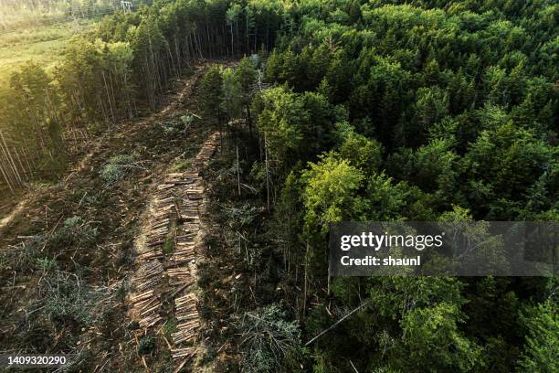 clear cut landscape - environmental damage stock pictures, royalty-free photos & images