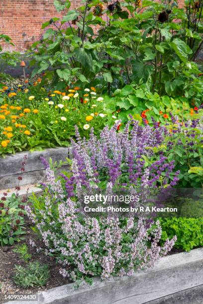 flowers and vegetables in raised beds in an english garden in summer - catmint stock pictures, royalty-free photos & images