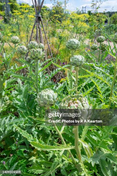artichoke flower buds in a garden in july - artichoke stock pictures, royalty-free photos & images