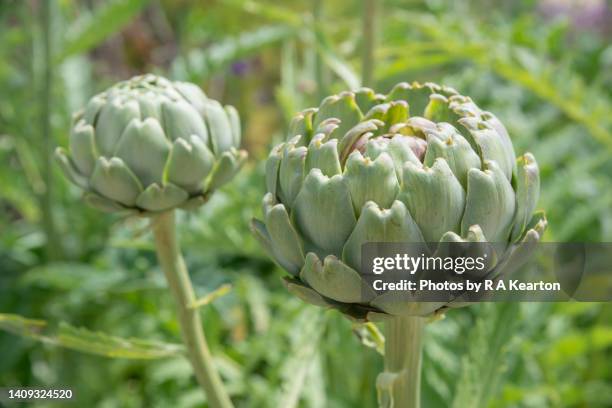 artichoke flower buds in a garden in july - artichoke stock pictures, royalty-free photos & images