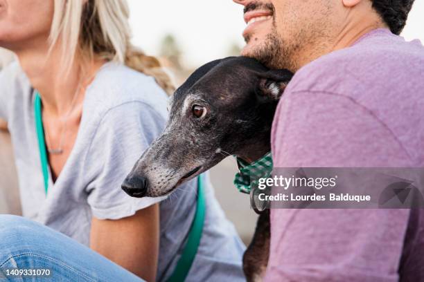 greyhound dogs on the beach with their owners - rassehund stock-fotos und bilder