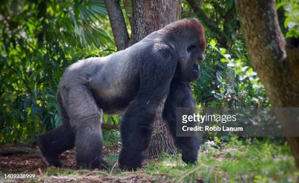 silverback gorilla - full shot - western lowland gorilla stock pictures, royalty-free photos & images