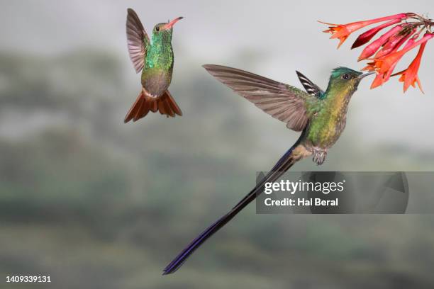 violet-tailed sylph hummingbird male feeding on flower with waiting rufous-tailed hummingbird - braunschwanzamazilie stock-fotos und bilder