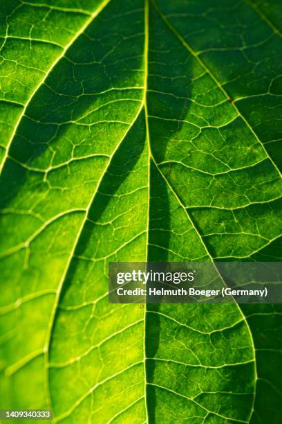 leaf texture - vein stock pictures, royalty-free photos & images