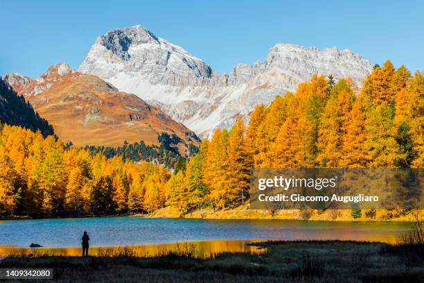 man admiring autumnal colors at lai da palpuogna, albula pass, bergun, switzerland - cantón de los grisones fotografías e imágenes de stock