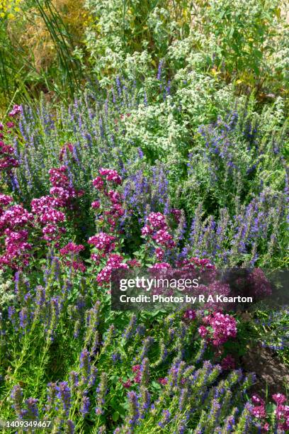 bee friendly plants such as pink oreganum and blue hyssop - kräutergarten stock-fotos und bilder