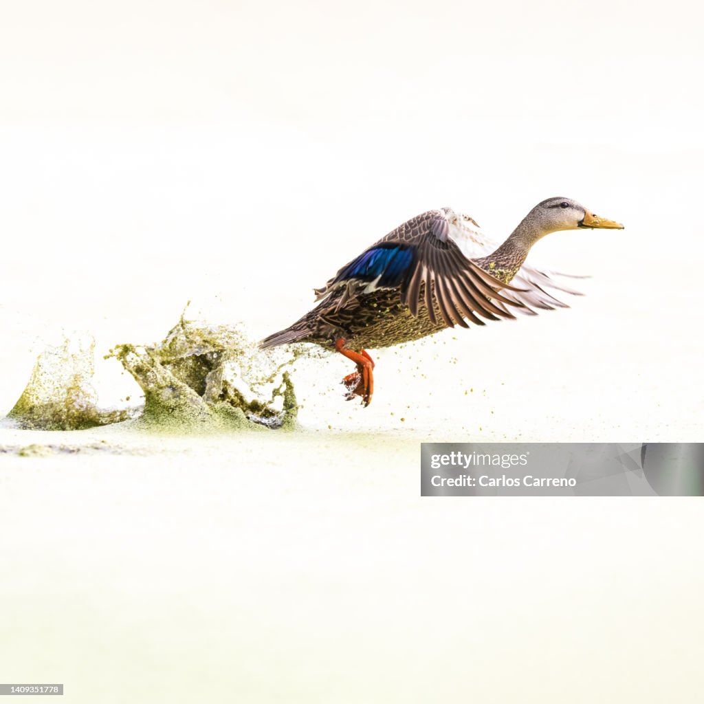 Mottled Duck Explosive Take Off High-Res Stock Photo - Getty Images