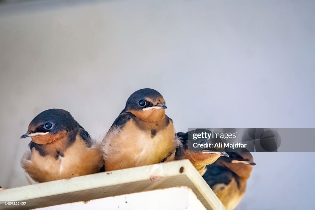Barn Swallow Chicks
