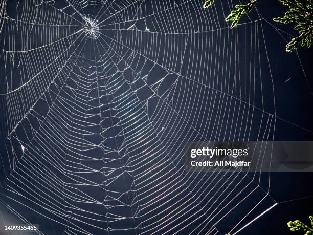 light through spider web - spider silk photos et images de collection