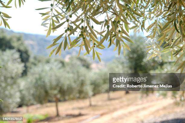green olives hanging on tree - olivlund bildbanksfoton och bilder