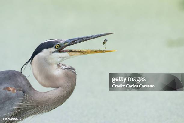 great blue heron flipping fish - great blue heron stock pictures, royalty-free photos & images