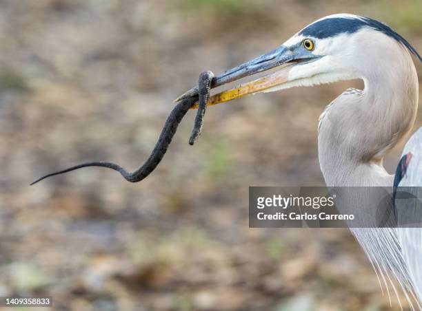 great blue heron with water snake - water snake stock pictures, royalty-free photos & images