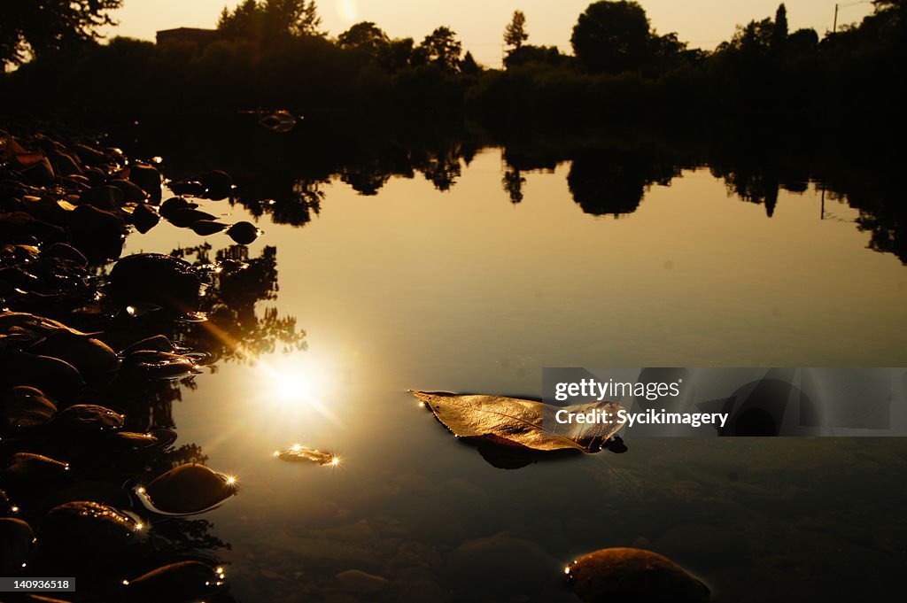 Golden leaf on water