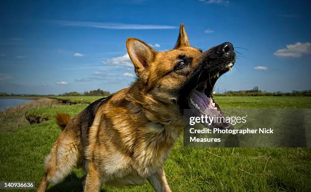 german shepherd dog - ladrando fotografías e imágenes de stock