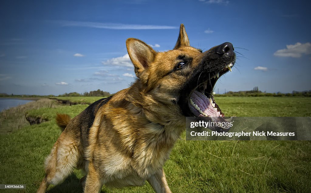 German shepherd dog