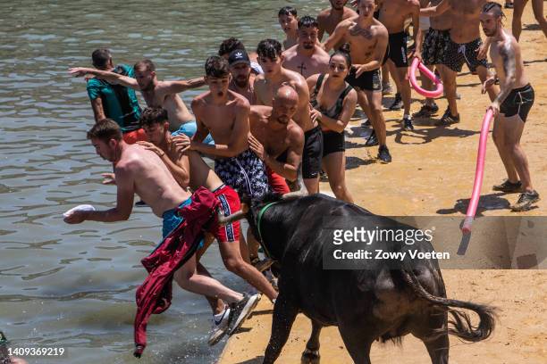 Participants have fun with a bull and try to make it fall into the sea during the 'Bous a la Mar' festival on July 17, 2022 in Denia, Spain. The...