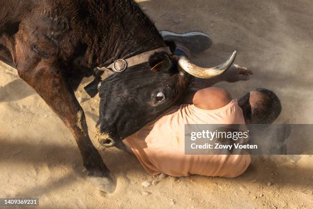 Bull charges a participant in the running of the bulls during the 'Bous a la Mar' festival on July 17, 2022 in Denia, Spain. The bull-evading event...