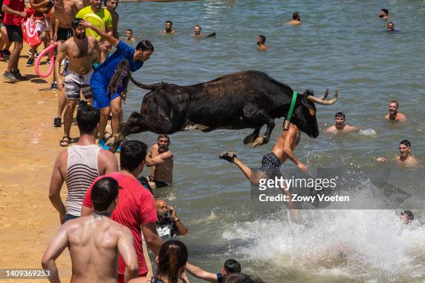 Bull throws himself into the sea and tries to catch up with participants during the 'Bous a la Mar' festival on July 17, 2022 in Denia, Spain. The...