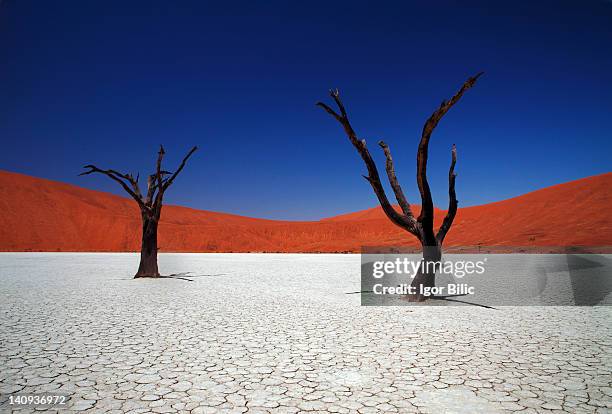 sossusvlei in namib desert, namibia - sossusvlei 個照片及圖片檔
