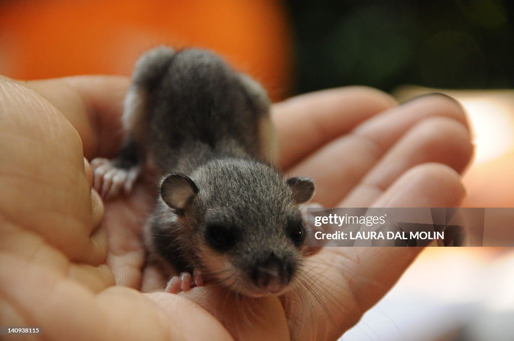 Dormouse