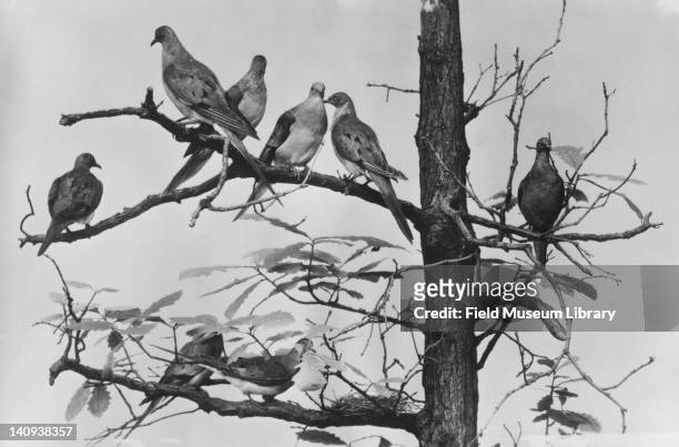 Mounted Passenger pigeon specimens in an exhibit, 1925.