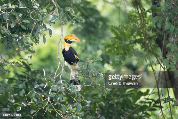 hornbill bird : adult female great hornbill, also known as the concave-casqued hornbill, great indian hornbill or great pied hornbill (buceros bicornis). - khao yai national park stock pictures, royalty-free photos & images
