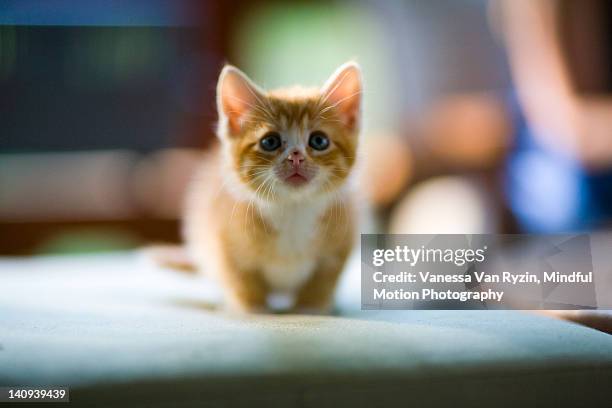 orange tabby kitten - vanessa van ryzin - fotografias e filmes do acervo