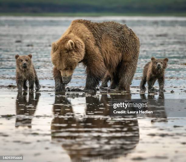 grizzly/brown bear sow and her cubs digging for clams in the mud - bear cub stock-fotos und bilder
