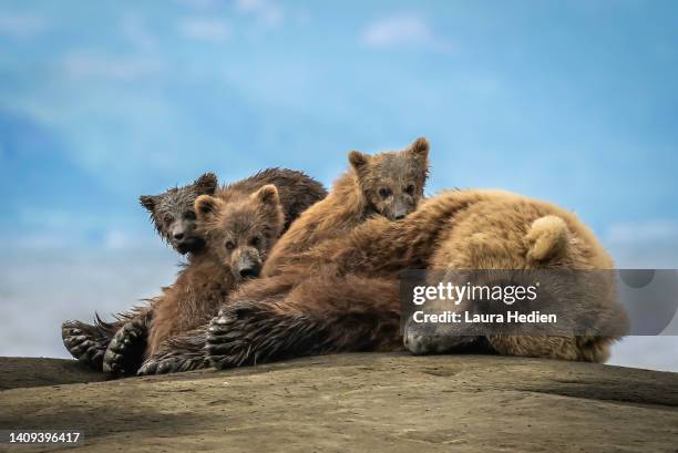 grizzly/brown bear sow trying to take a nap with her cubs - sow bear stock pictures, royalty-free photos & images