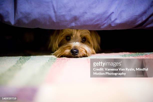 terrier dog hiding under a bed. - angst stockfoto's en -beelden