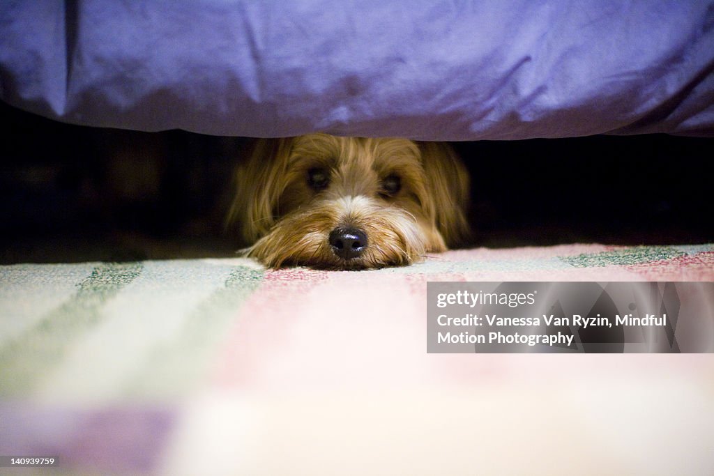 Terrier dog hiding under a bed.