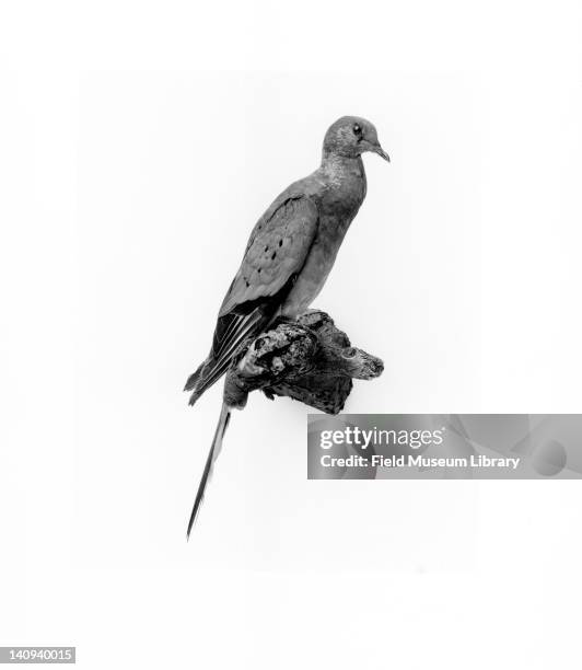 Mounted Passenger pigeon specimen against a white background, 1936.