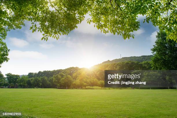park grass and dense woods under a clear sky in spring - meadow forest ストックフォトと画像
